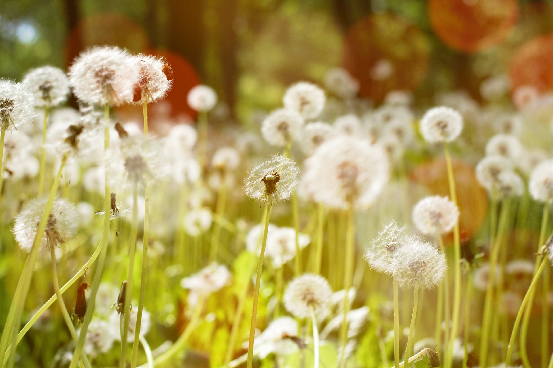 dandelion-1371121_1920